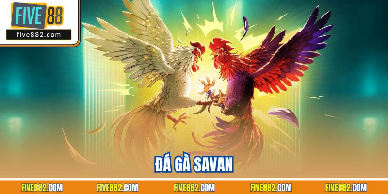 Đá Gà Savan Cùng Five88 Tạo Nên Sân Đấu Đỉnh Cao