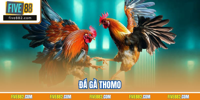 Đá Gà Thomo - Sân Chơi Chọi Kê Trực Tuyến Đỉnh Nhất Five88